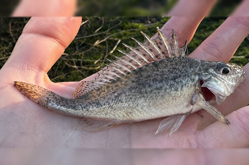 Nem tudták teljes bizonyossággal azonosítani a Tisza-tavi durbincsot