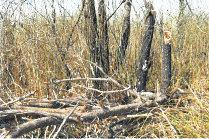 Szándékos tűzgyújtás: természetvédelmi terület égett le a DVCS partján
