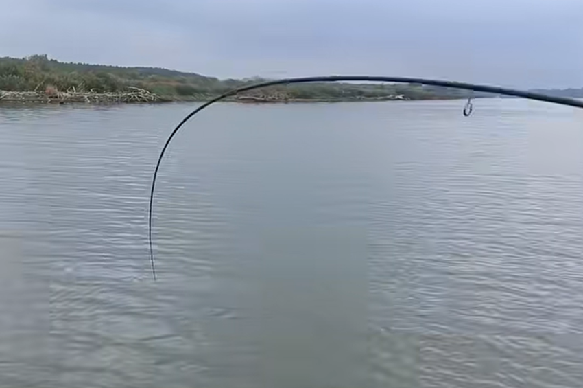 Videó: 45 perces fárasztás után ment el a Tisza-tavi meglepetésharcsa