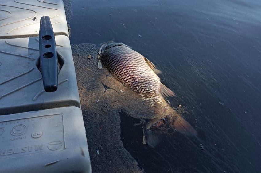 Feljelentést tett az önkormányzat a Tiszaugi Holt-Tisza feltételezett szennyezése miatt – fotókkal