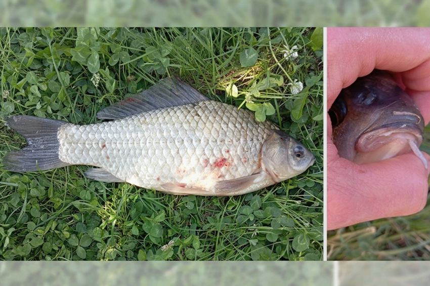 Bajszos kárásznak hitték ezt a halat, a valóság ledöbbentő