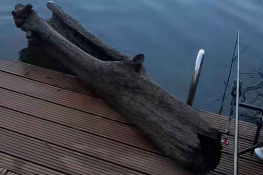 Videó: harcsa helyett negyven percig egy farönköt fárasztott a horgász