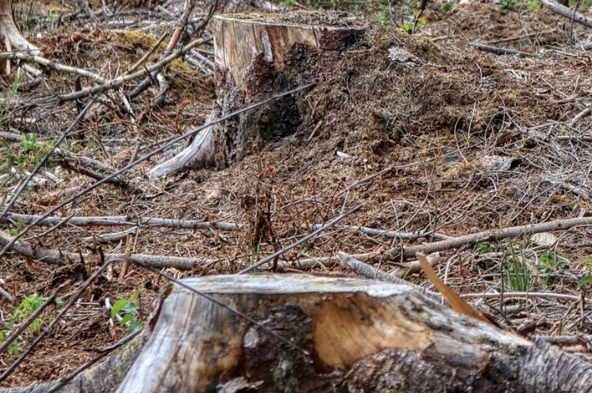 A halállomány védelmében vágtak ki nyárfákat a soproni Ibolya-tó partján 