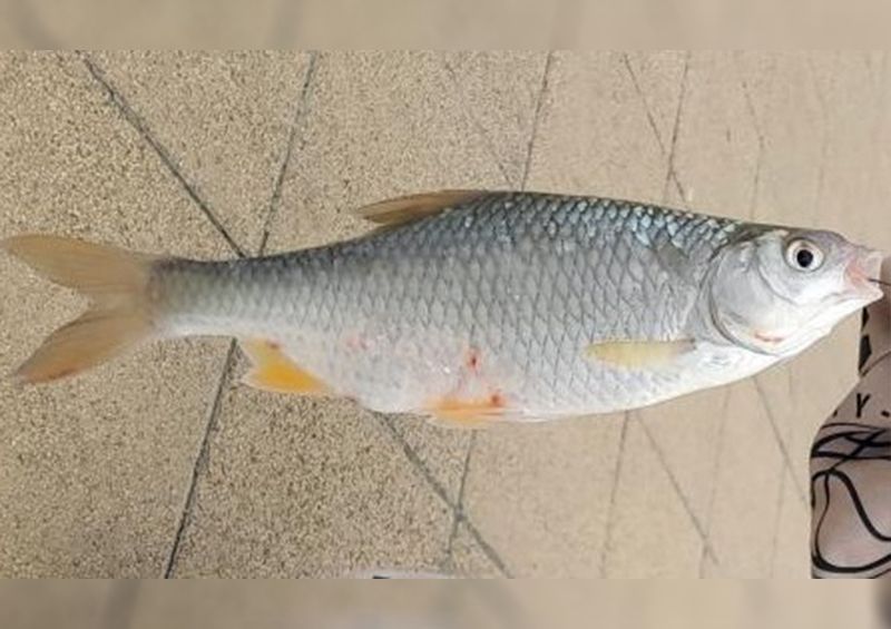 Fakó hal ejtette bizonytalanságba a balatoni horgászt  