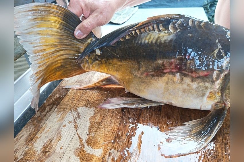 Fátyolfarkú tükörponty keltett feltűnést Balatonfűzfőn