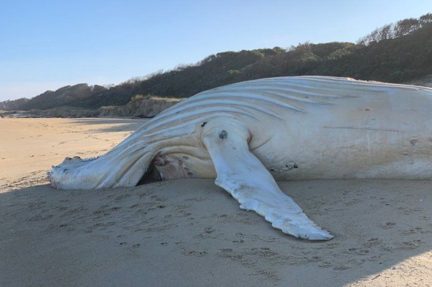 Mégsem a világ egyetlen albínó púpos bálnája pusztult el