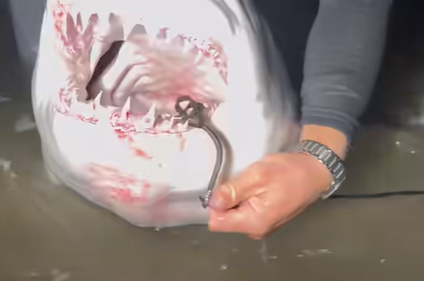 Videó: puszta kézzel vette ki a horgot a fehércápa szájából 