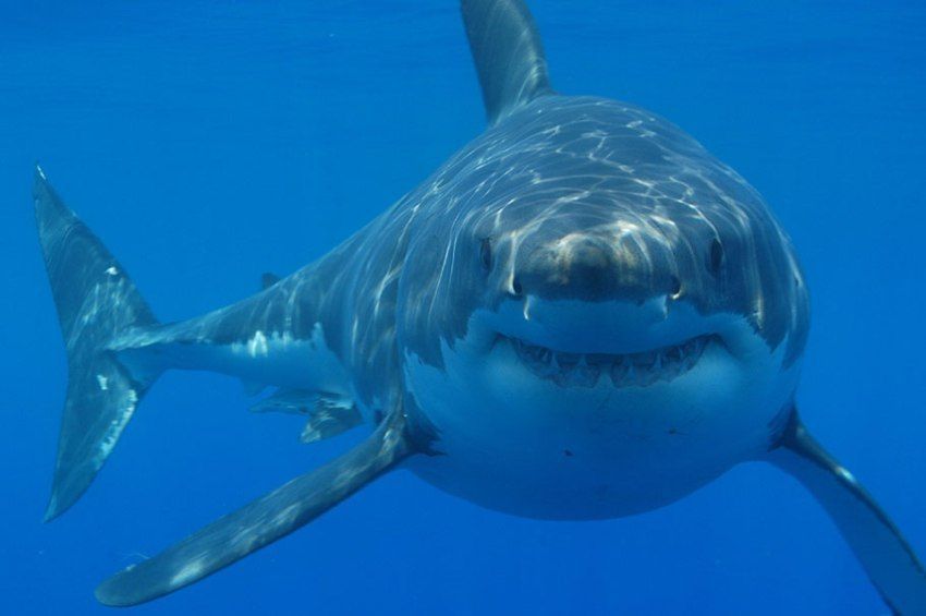 Kamerát szereltek egy fehér cápa hátúszójára – videóval