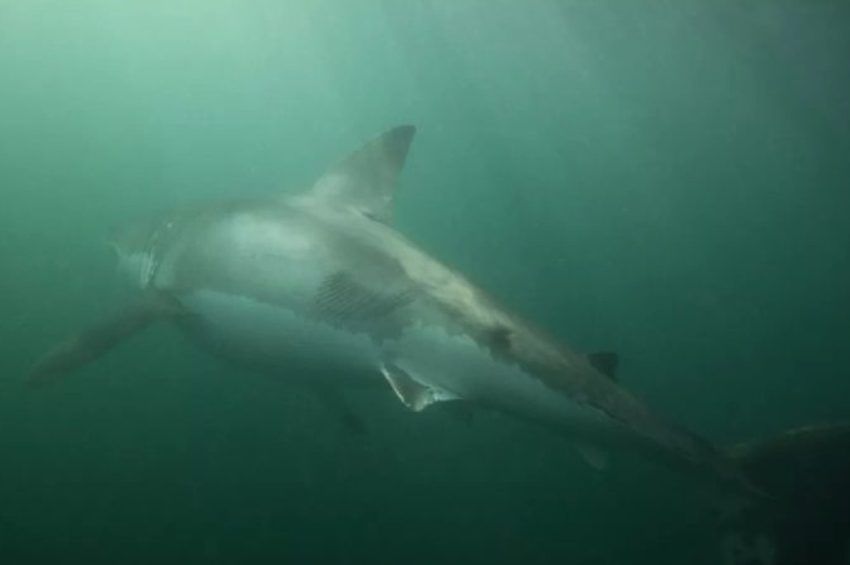 Nyolc éve gyilkolja a fehér cápákat két kardszárnyú delfin Dél-Afrika partjainál