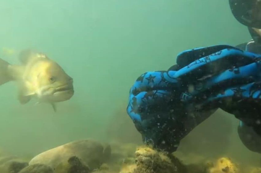 Videó: ledöbbent a búvár, mennyire intelligens ez a rablóhal