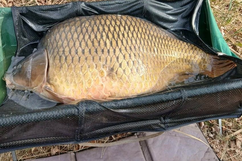Nem tudta felemelni a horgász Debrecen legnagyobb pontyát 