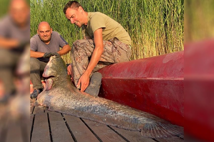 Egy élet munkáját koronázta meg a Fertő-tóból fogott óriásharcsa – fotókkal 