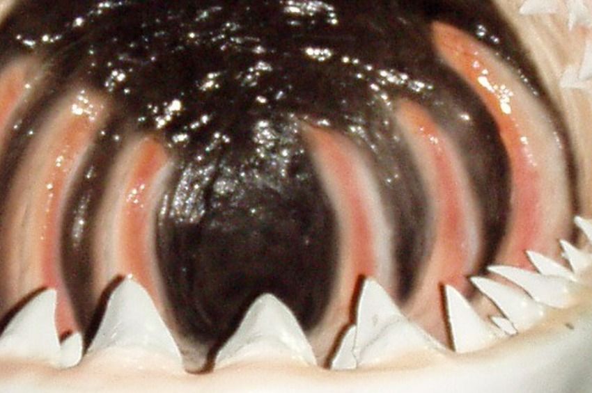 Meghökkentő felfedezés látott napvilágot az ősi halak fogairól