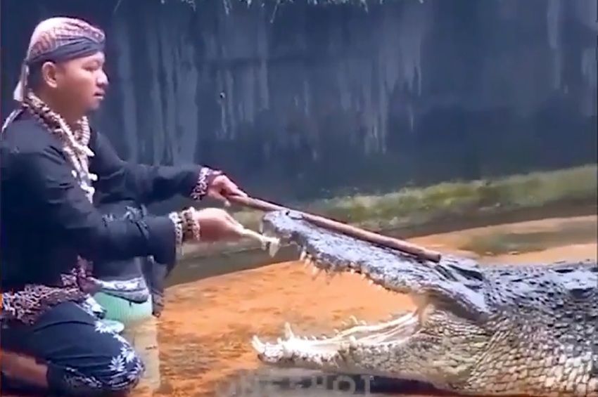 Félelmetes mutatvány: így mossák meg a krokodil fogsorát – videó