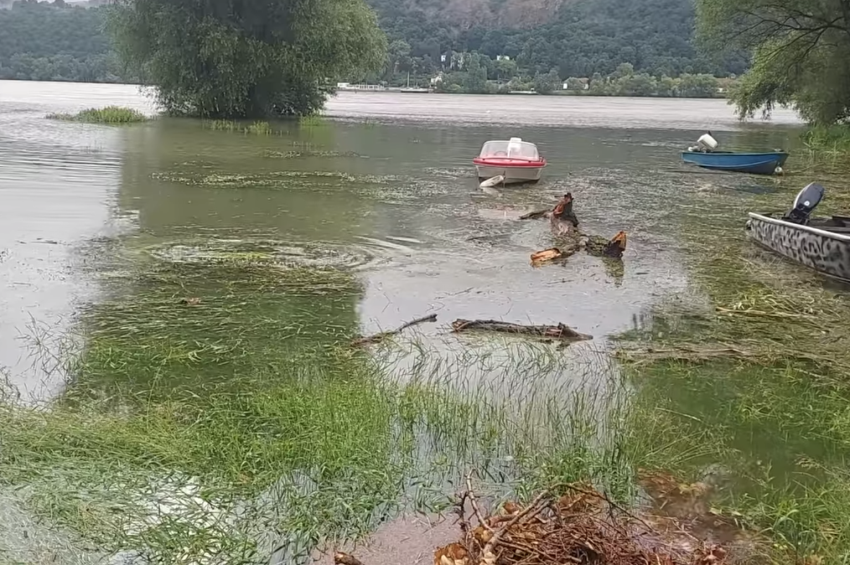 Videó: folytatják az ívást a pontyok a Duna áradásában