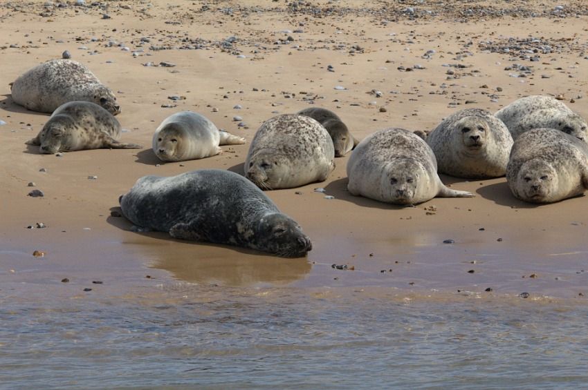 Rekordszámú bébifókát észleltek Anglia partjainál