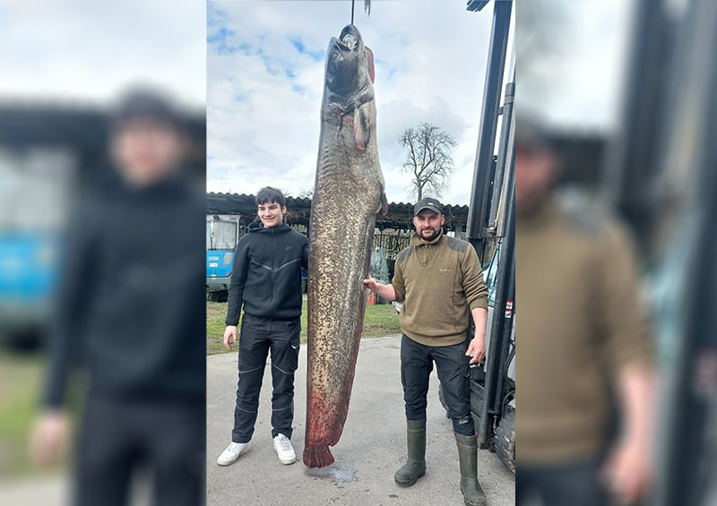 109 kilós harcsát fogott egy halász a Bodeni-tóból