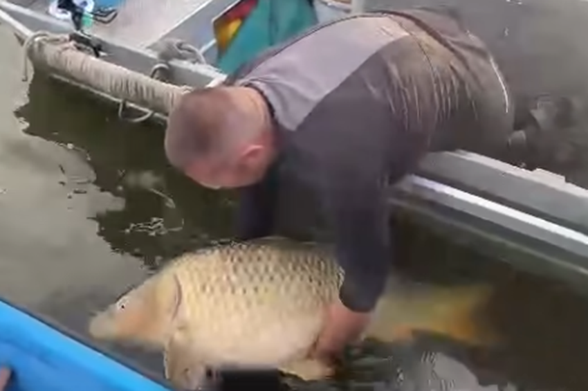 34,5 kilós ponttyal döntöttek Tisza-tavi rekordot, de nem hitelesítették – videóval 
