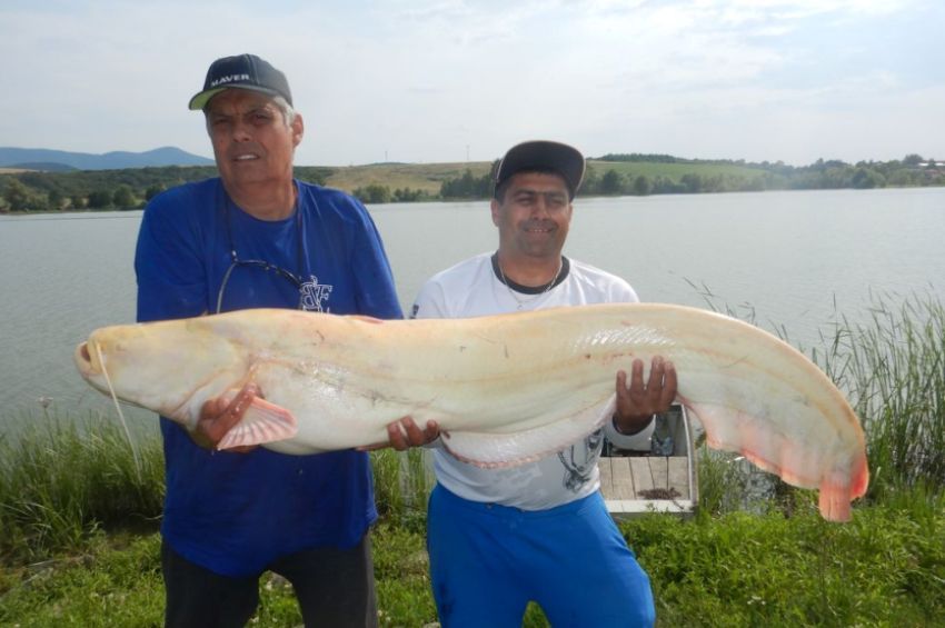 25 kilós „szellemharcsát” fogott egy pergető horgász Maconkán
