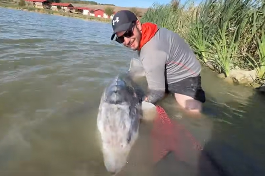 Kiszakította a merítőszákot a 70 kilós beluga tok Bonnyán – videóval 