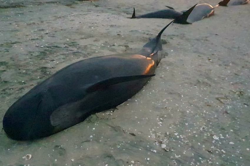 Több mint 30 delfin pusztult el Új-Zéland partjainál