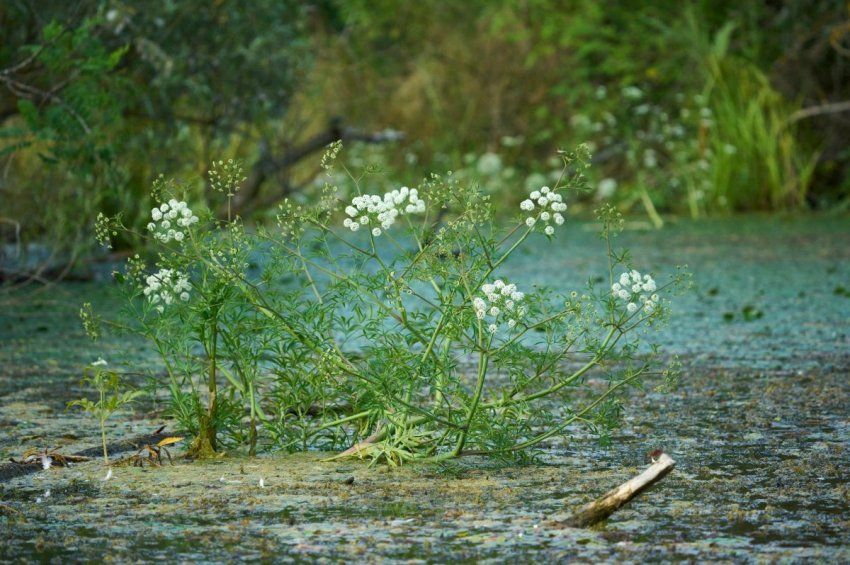 Mérgező növény jelent meg a Szikrai Holt-Tiszán