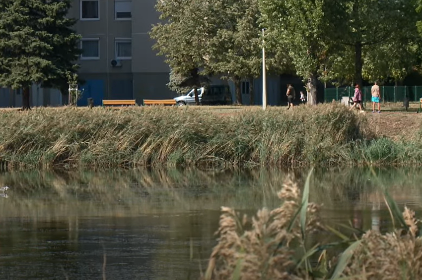 Tömeges halpusztulás, kiszáradó tómeder, bűz és aggódó lakók Győrben – videóval  