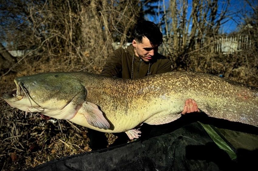 A 28 kilós halra büszke, a 35 kilósnak nem örült – fotókkal, videóval
