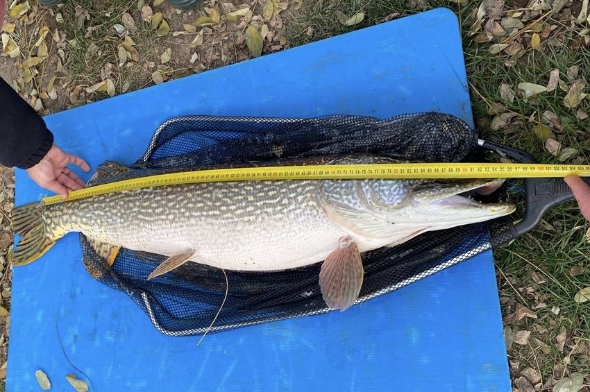 Tönkre tette a merítőszákot a 10 kilós csuka Tiszateleken
