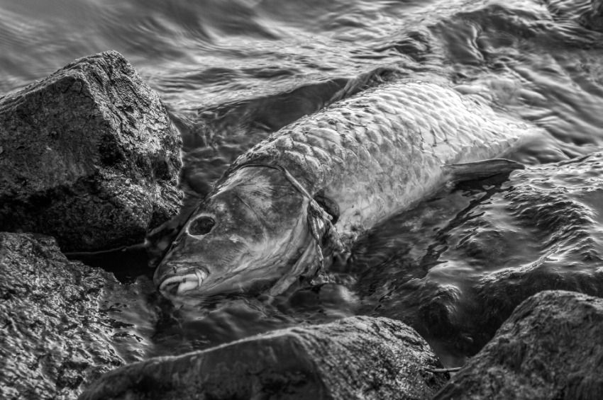 Ez borzasztó: vegyszer végzett két budapesti tó halaival