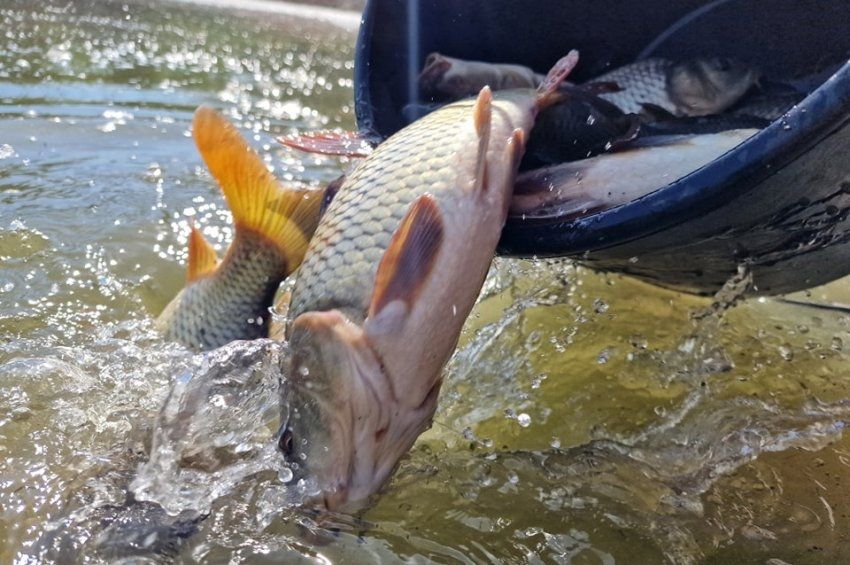 Jó erőben várják a telepítést a Körösök és a Tisza új lakói – fotókkal 