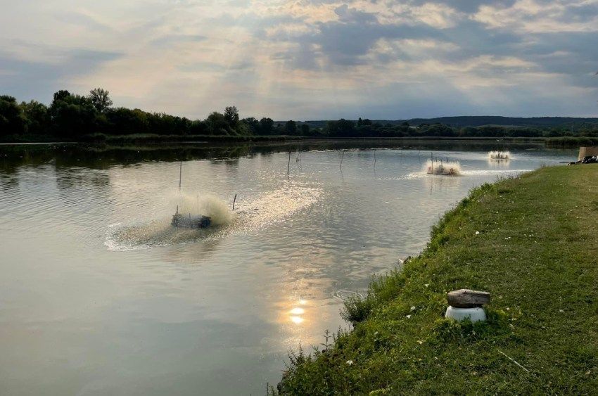 Kényszerlehalászást rendeltek el a balatonföldvári tógazdaságban