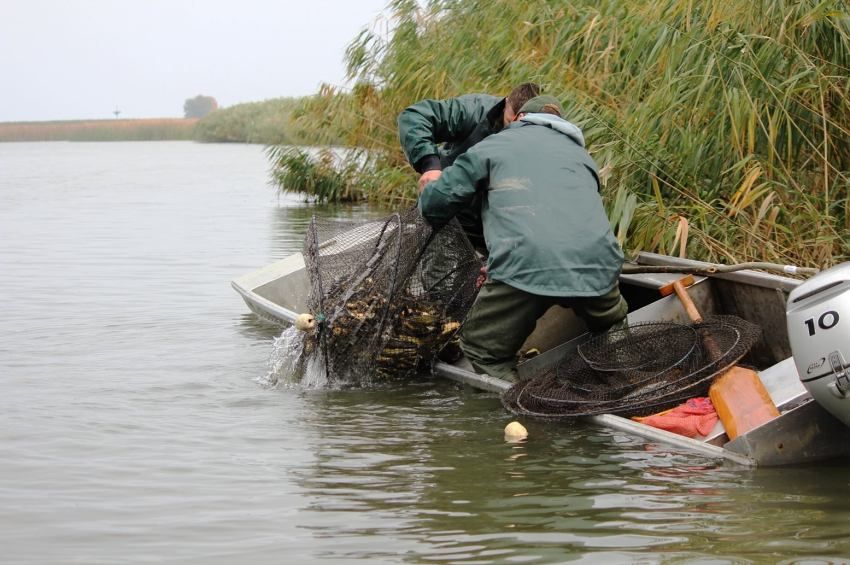 Megvásárolhatók a Tisza-tóból lehalászott halak