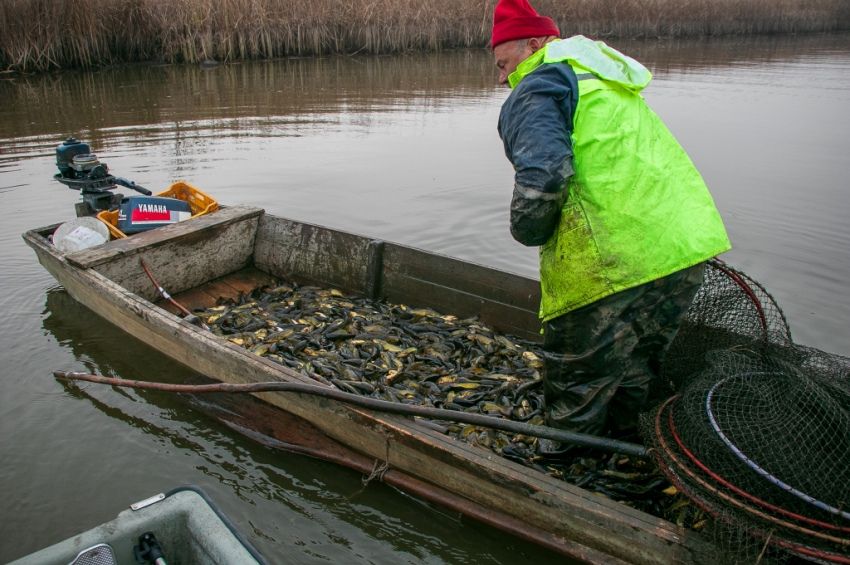 Rekordhónapot zártak a Tisza-tavi halászok