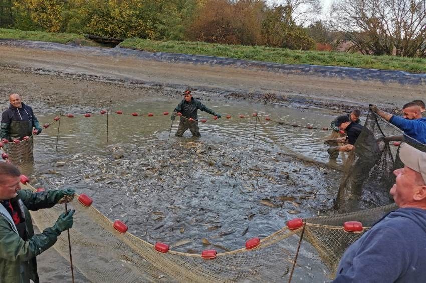 Sikeres volt a halnevelés Pusztaszentlászlón, lehalászták az eredményt – fotókkal 