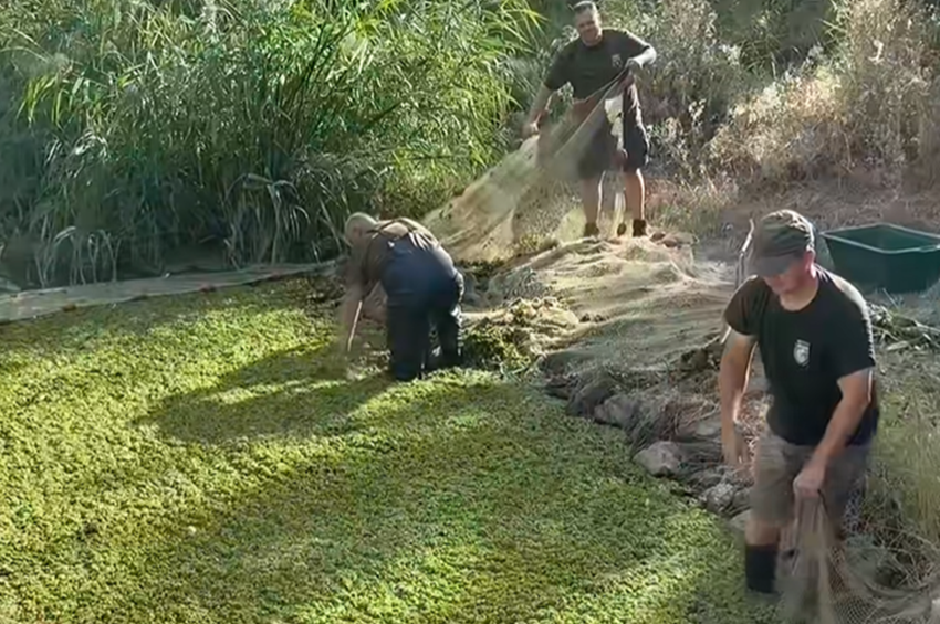 Újabb halmentésre volt szükség a Tisza-tónál – videóval