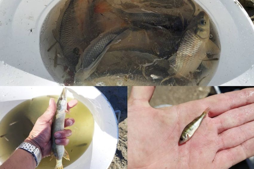 Kiszáradó kubikgödrökből mentettek halakat Nagymarosnál – videóval
