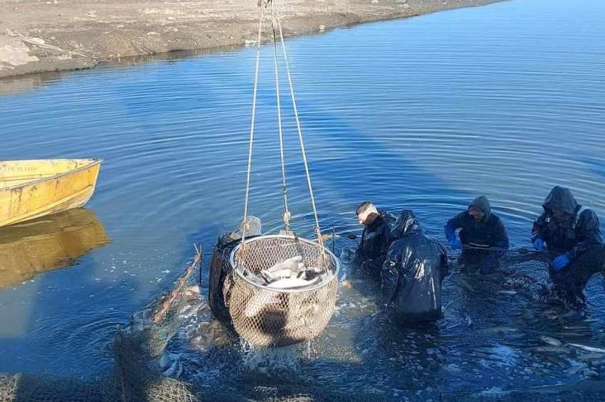 Hat tonna halat mentettek ki a leengedés alatt álló Pátkai-víztározóból – fotókkal