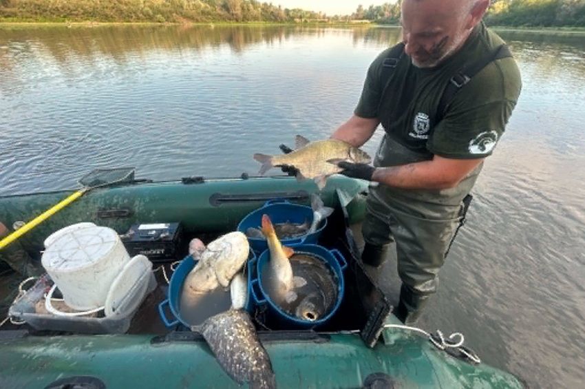 Négy halfaj egyedeit mentették a halőrök Szolnoknál – fotókkal 