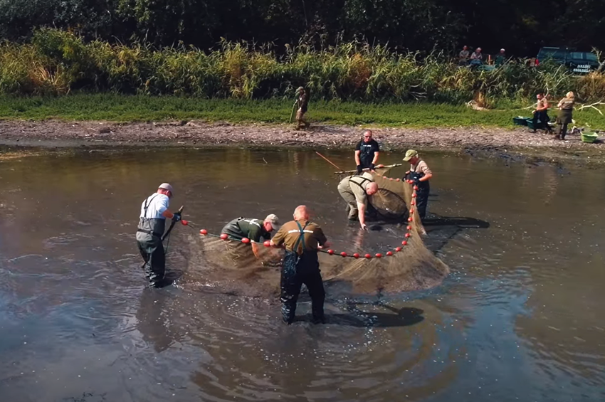 Az Egerszalóki-víztározóba helyezték át a Tasspusztán megmentett halakat – videóval