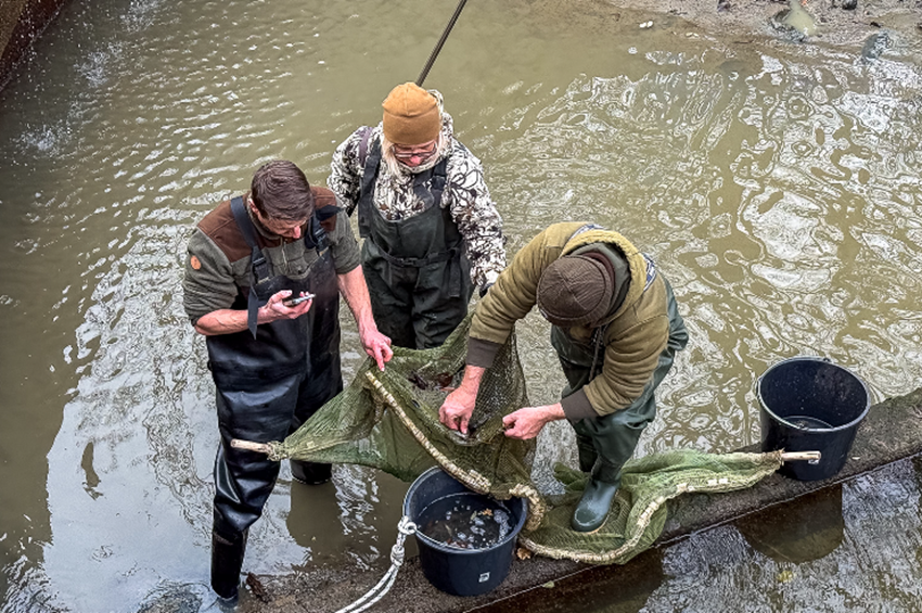 Csendesítő műtárgyba szorult halakat mentettek meg a Tisza-tónál – videóval 