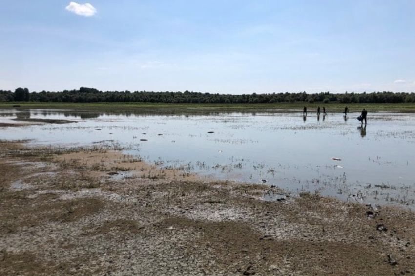 Nagy testű pontyokat mentettek a Tisza árteréből