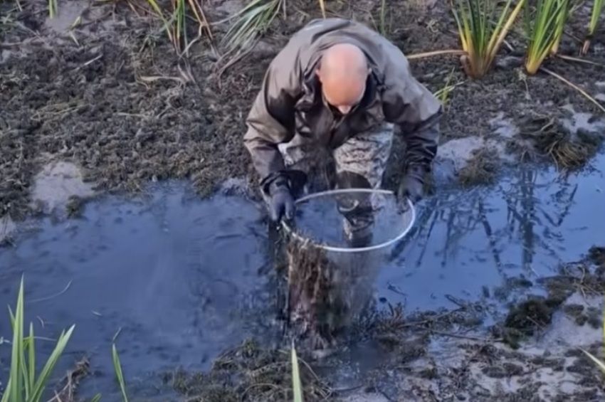 Pár centis patakból menekítették ki az őshonos halakat a balatoni halőrök – videóval