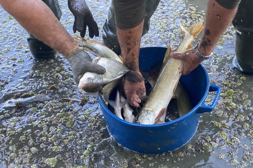 Másfél tonna őshonos halat mentettek ki a Tisza árteréből – fotókkal, videóval 