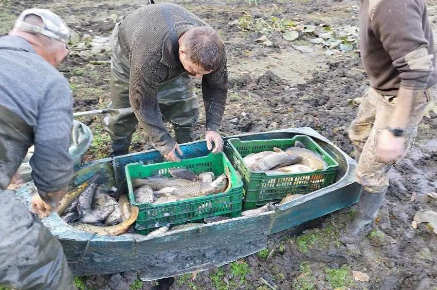 Hét mázsa pontyot, csukát mentettek ki a tiszaalpári ártérből – fotókkal