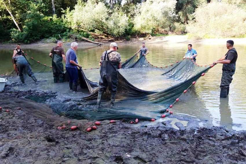 500 kiló őshonos halat mentettek meg kiszáradó tiszai kopolyából