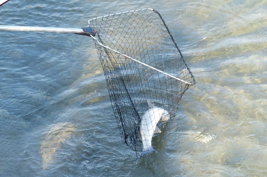 Hétfőn kezdődik az állománymentő halászat a Gyálai Holt-Tiszán