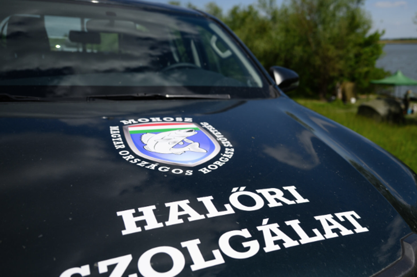 Reggelig eltárolt pontyok és külsős süllő miatt intézkedtek a Tisza-tavi halőrök