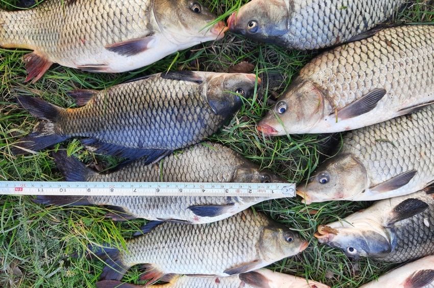 Növekvő tendenciát mutatnak a szabálysértések Csongrádban, egyre több a hárombotos horgász