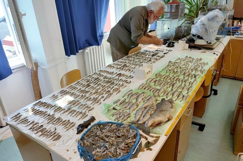 Újabb halpusztulás történt a Perint-patakon, több száz védett hal hullott el – fotókkal 